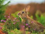 花丛中的兔子