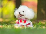 草坪上的可爱小狗