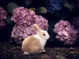 花丛里的小兔子