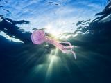 海底里的唯美水母