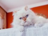 蓝眼白猫