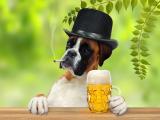 小狗喝啤酒