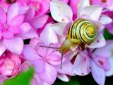 花卉上的蜗牛