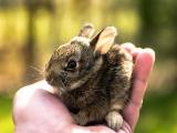 手里的可爱小兔子
