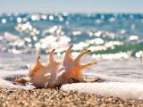 海滩的海螺