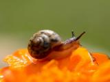 橙色花卉上的蜗牛