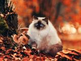 秋天里的暹罗猫