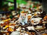 落叶丛中的猫咪