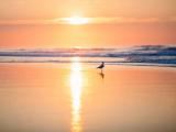 夕阳下的孤单海鸟