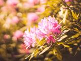 阳光中的粉色花朵