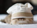 萌猫戴帽子