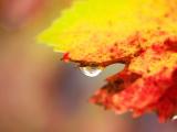 叶子上的水滴