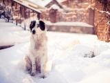雪地里的可爱小狗