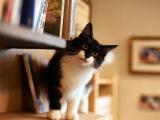 书架上的萌猫