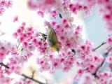 樱花树上的绣眼鸟