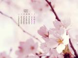 2016年2月樱花日历
