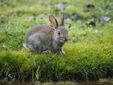 草坪上的兔子