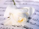 乐谱上的白玫瑰