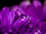 紫色花卉上的水珠