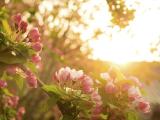 阳光下的海棠花