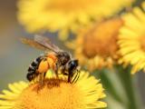 沾满花粉的蜜蜂