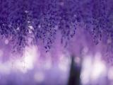 漂亮紫藤花