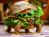 汉堡龟
