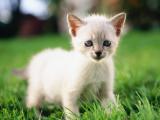 绿草上可爱的小猫咪