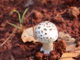 刚果森林的蘑菇