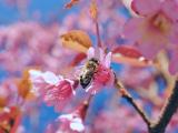 樱花中的蜜蜂