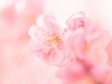 春天里的美丽桃花