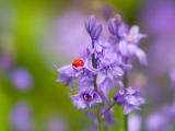 紫色花卉上的小瓢虫