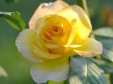 漂亮的黄玫瑰