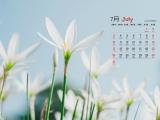 2016年7月花卉日历