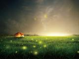草地上的萤火虫