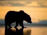 孤单的阿拉斯加棕熊
