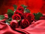 象征爱情的玫瑰