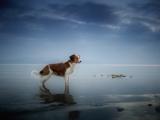 海边的孤单小狗