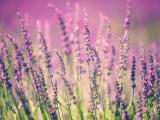 美麗淡紫色薰衣草