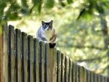 栅栏上的猫咪