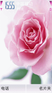 淡粉玫瑰